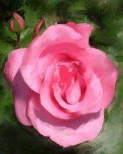 pic for painted pink rose